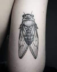 Cicada Tattoo 40