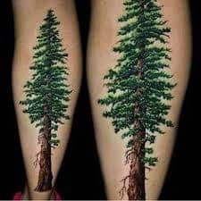 redwood tree tattoo 48